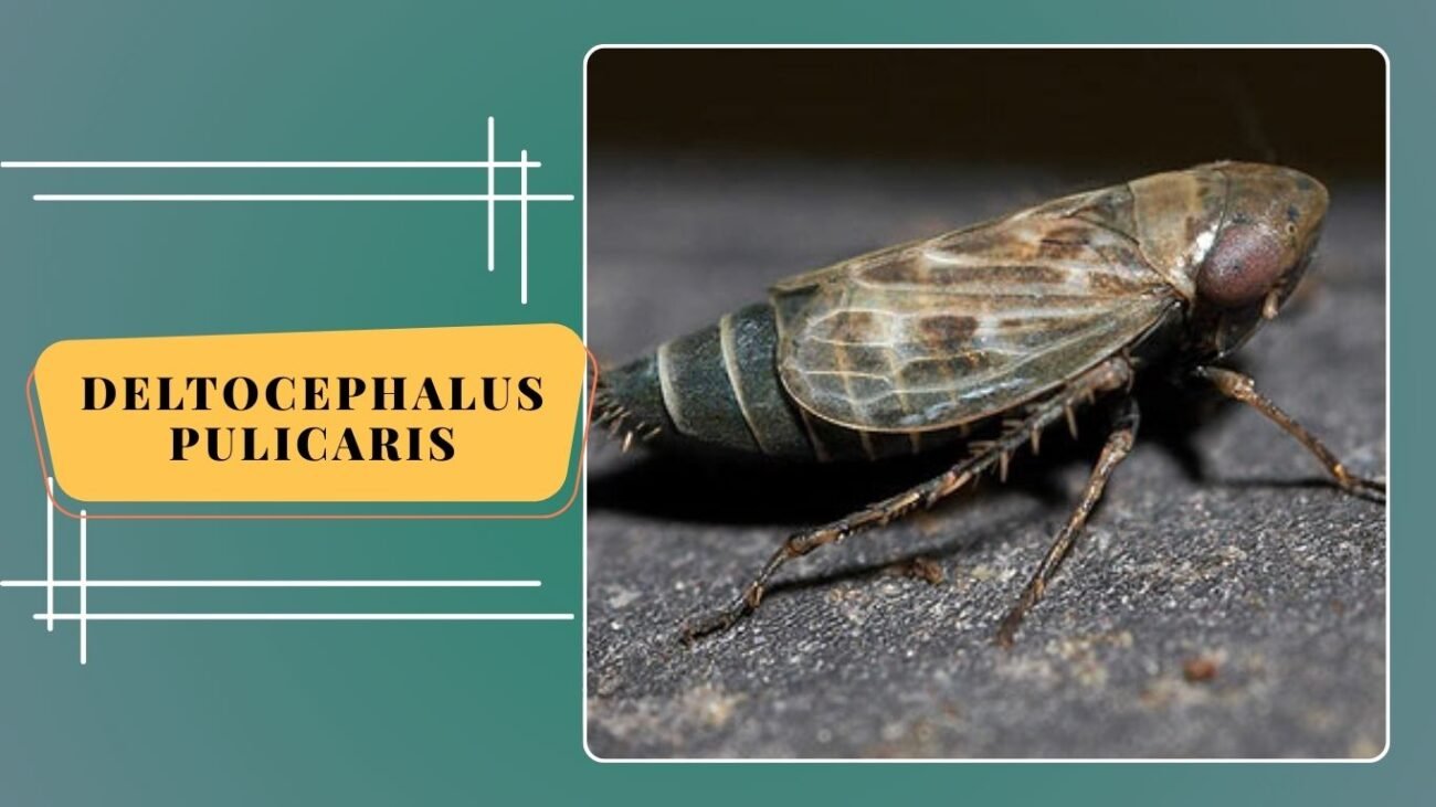 Deltocephalus pulicaris
