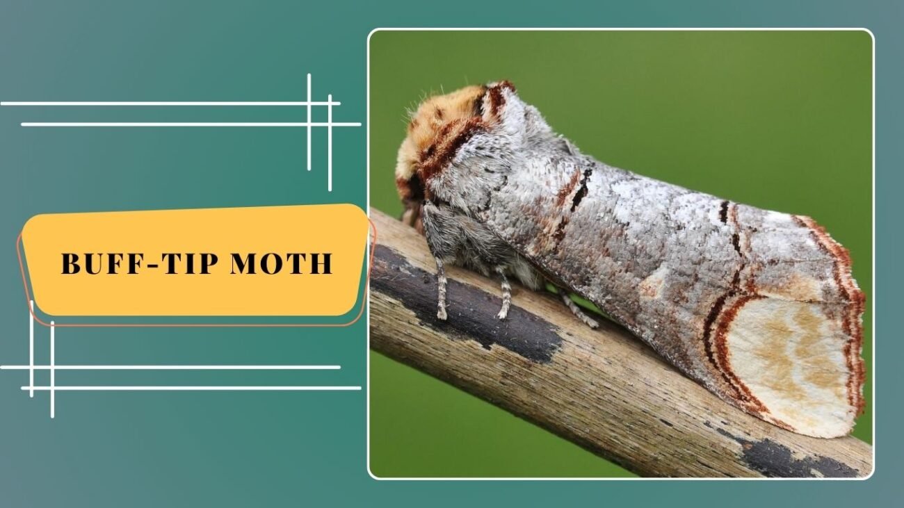 Buff-tip Moth (Phalera bucephala)
