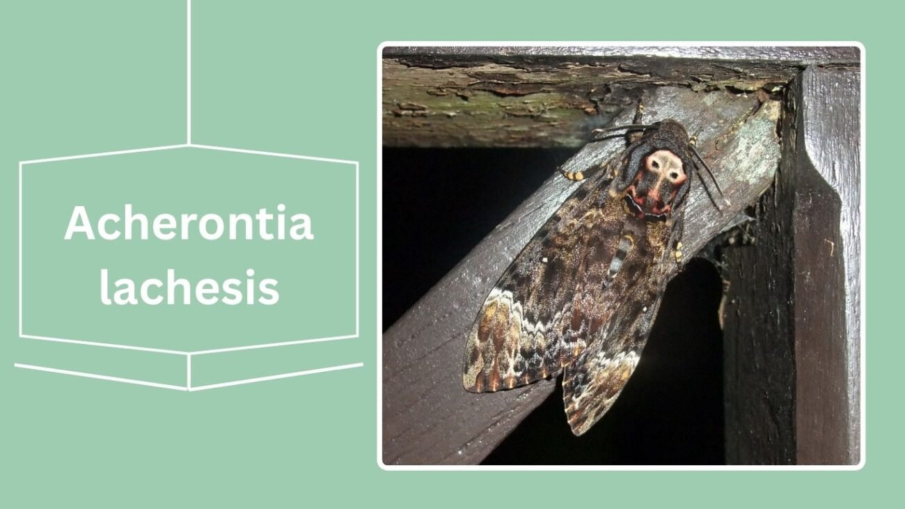 Acherontia lachesis (Greater Death’s-head Hawk Moth)