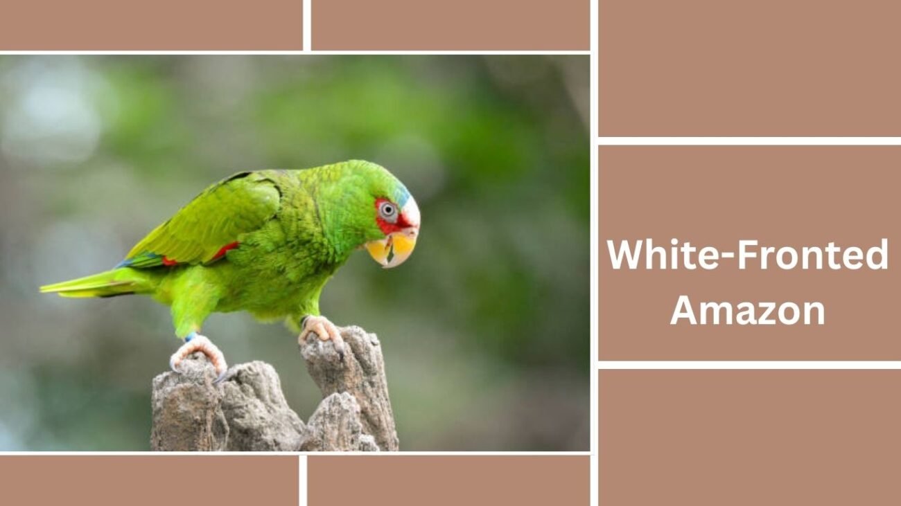 White-Fronted Amazon