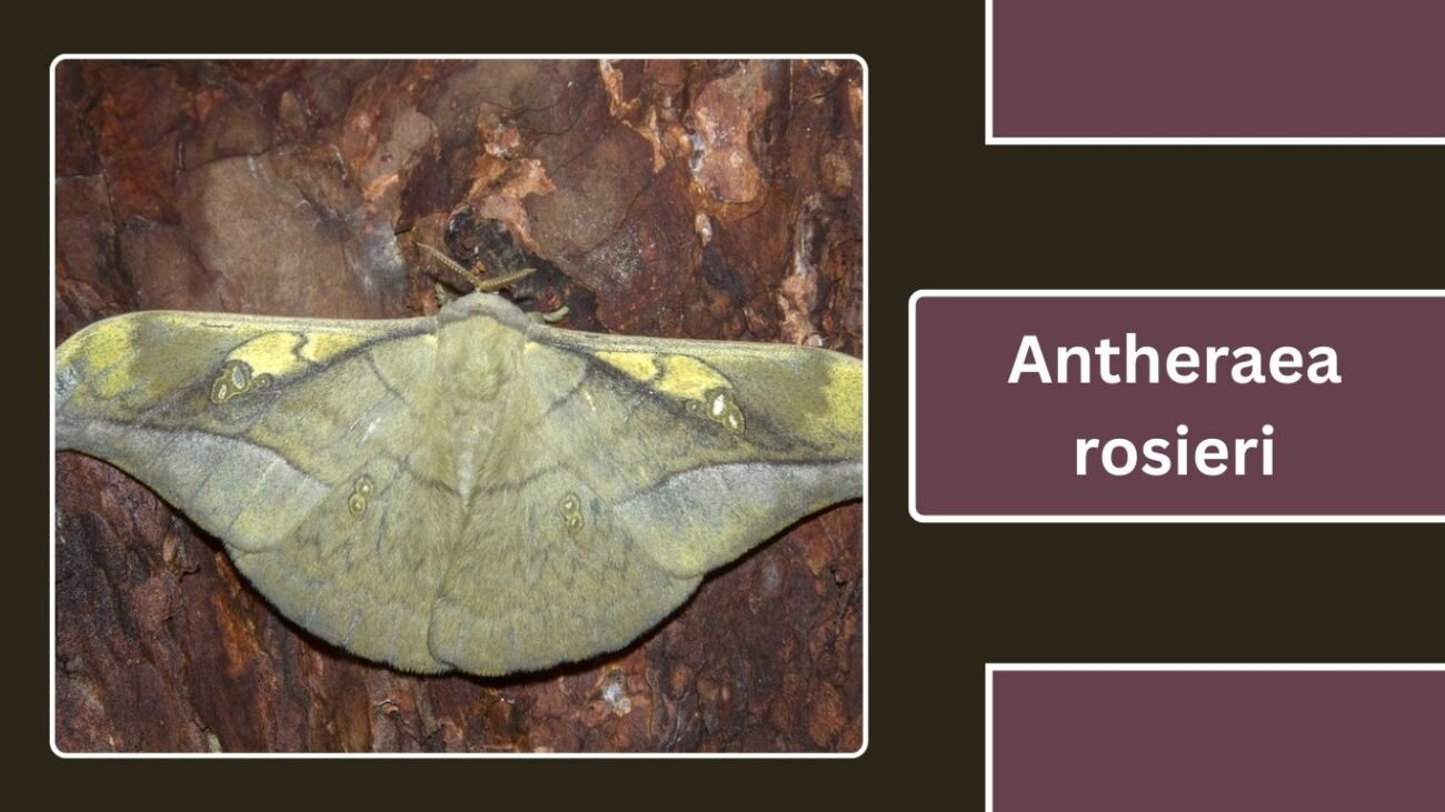 Antheraea rosieri (Rosier’s Silk Moth)