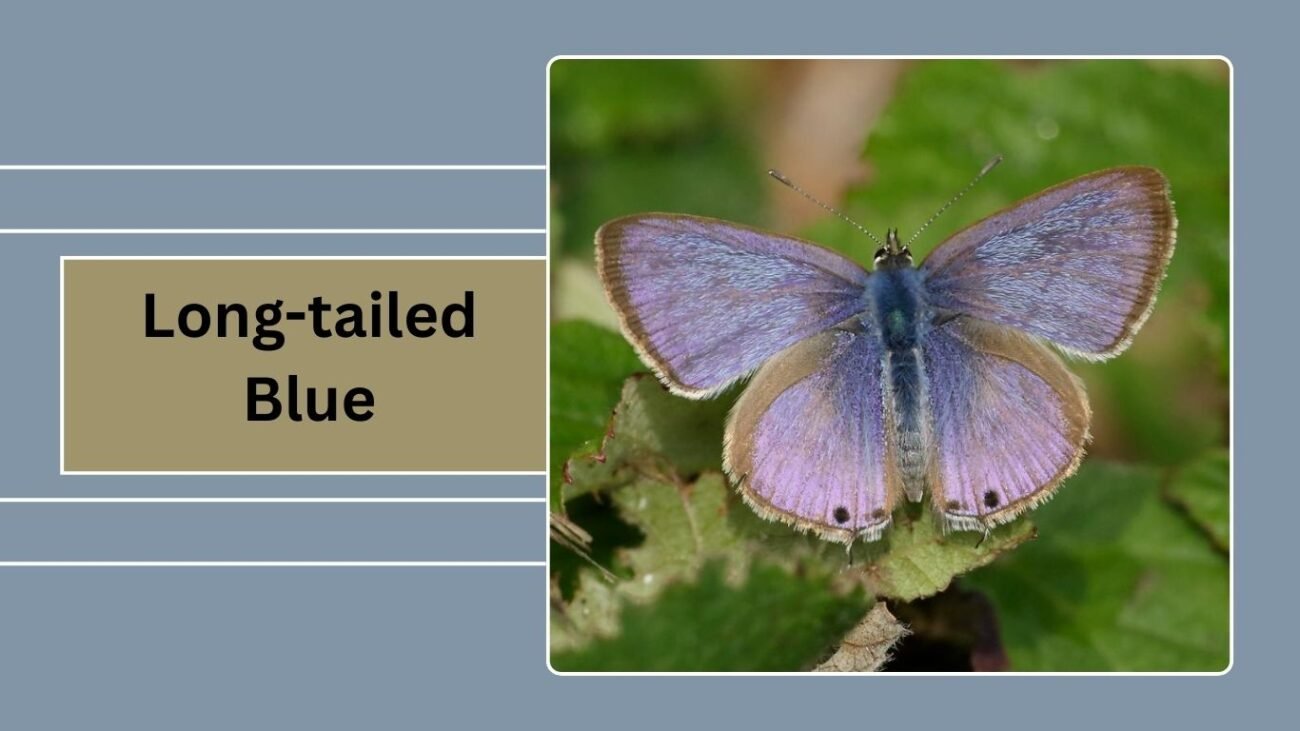 Long-tailed Blue (Lampides boeticus)