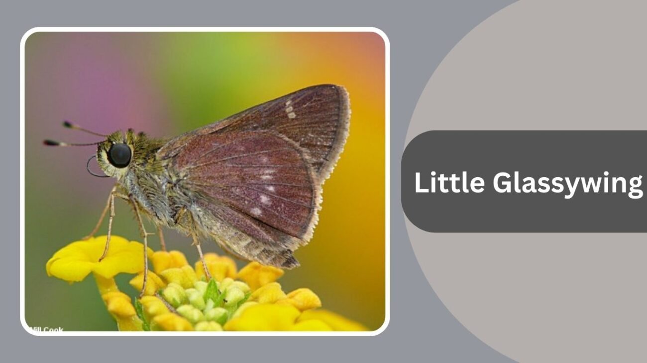 Little Glassywing
