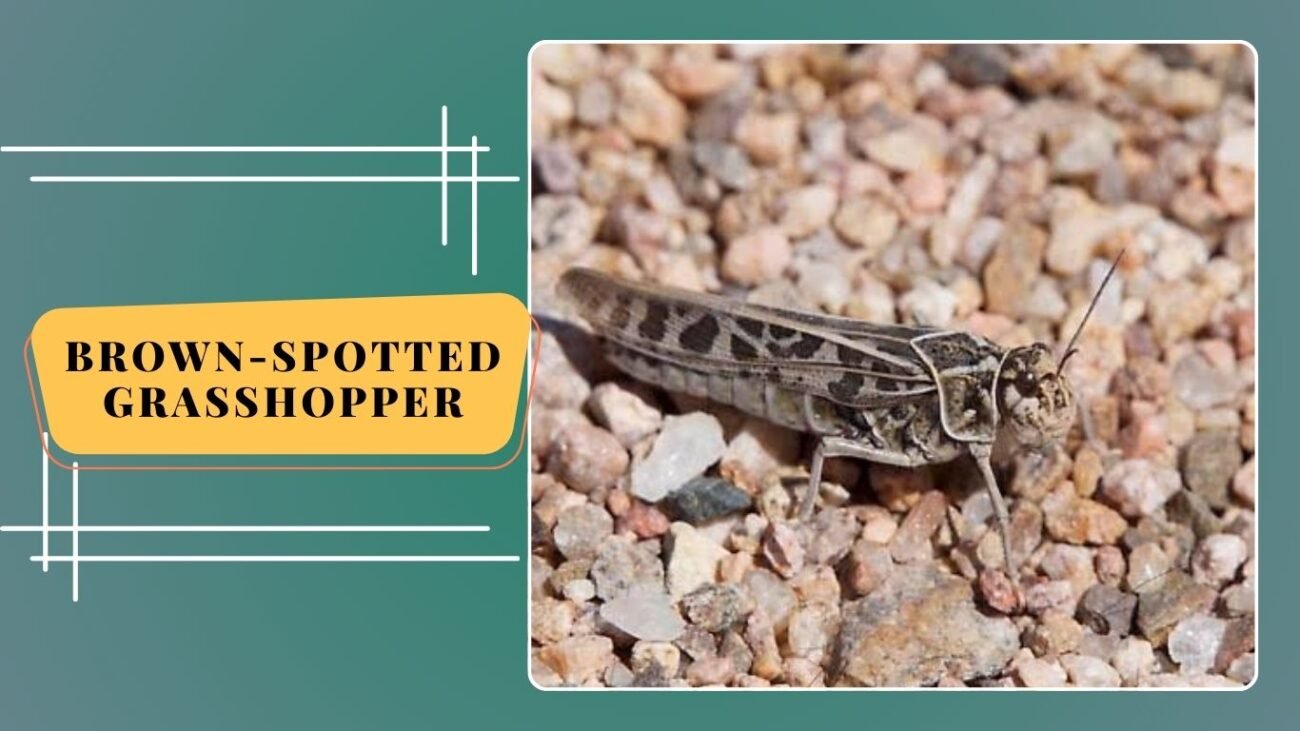 Brown-spotted Grasshopper