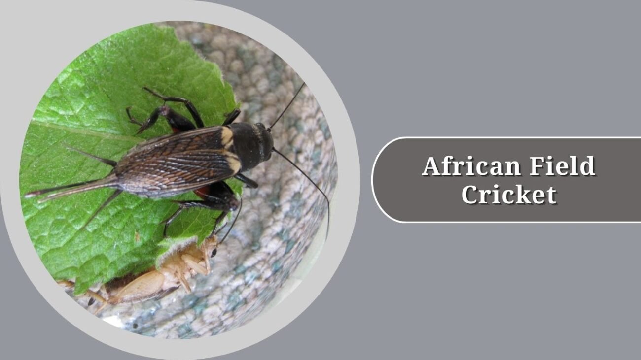 African Field Cricket
