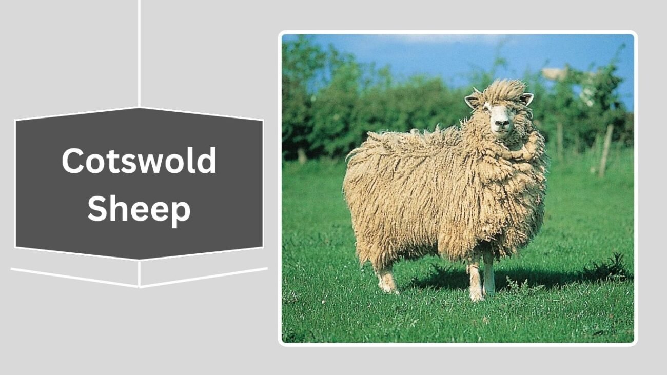 Cotswold Sheep
