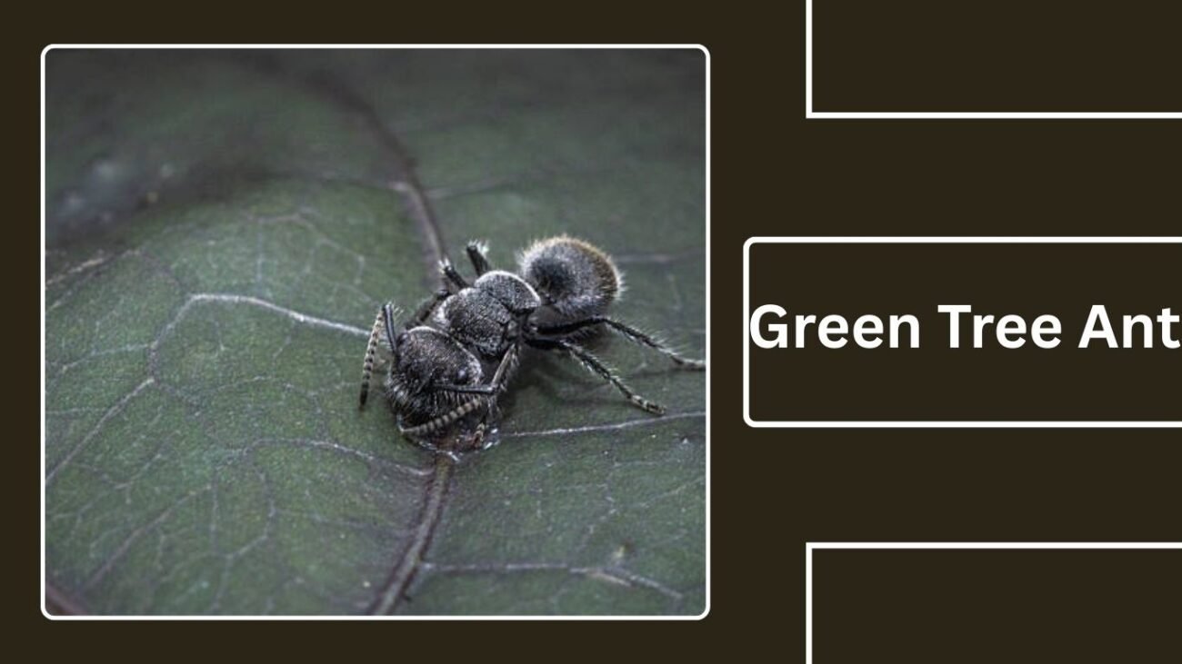 Green Tree Ant