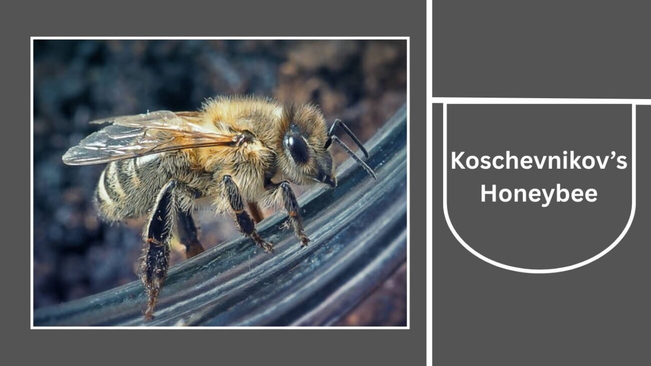 Koschevnikov’s Honeybee (Apis koschevnikovi)