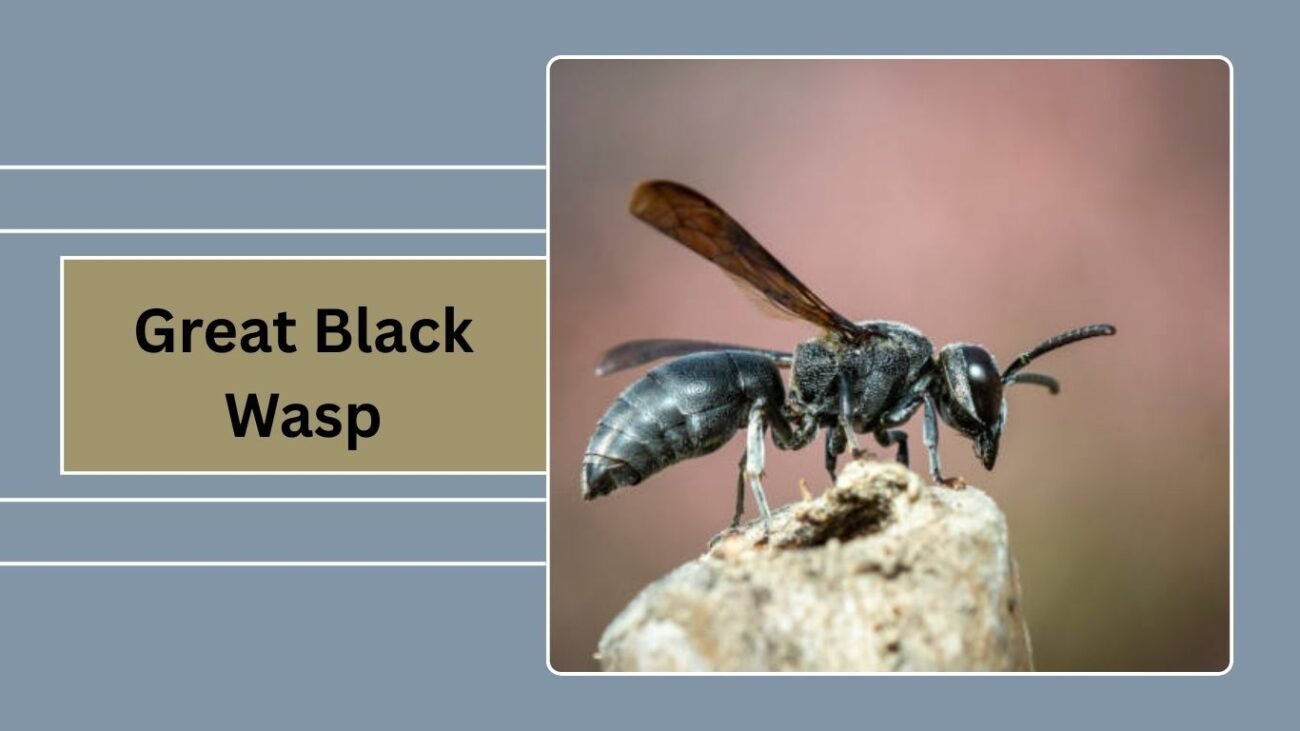Great Black Wasp