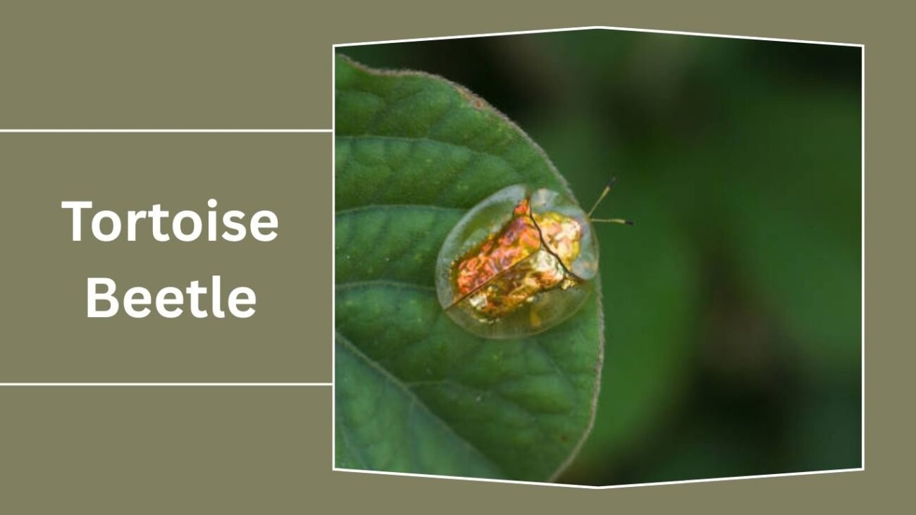 Tortoise Beetle (Cassidinae)