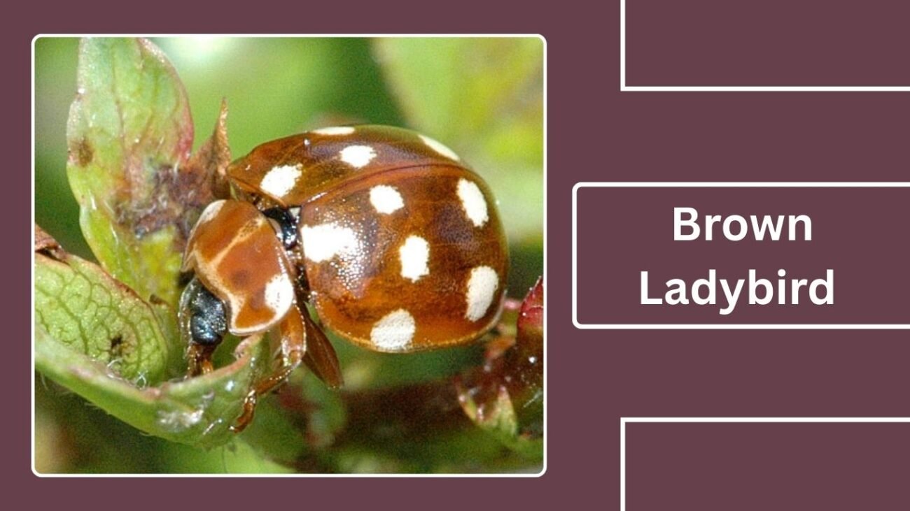 Brown Ladybird (Hippodamia variegata)