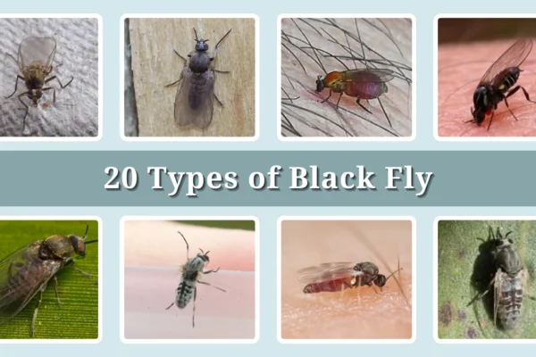 20 Types of Black Fly Identification With Picture
