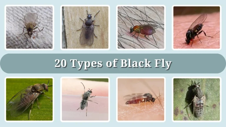 20 Types of Black Fly: Identification With Picture
