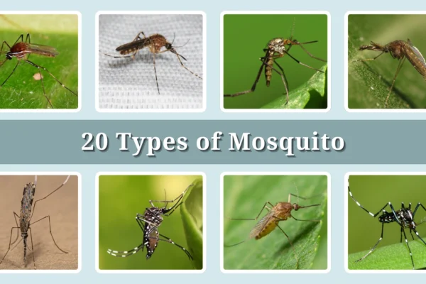 20 Types of Mosquito Identification With Picture