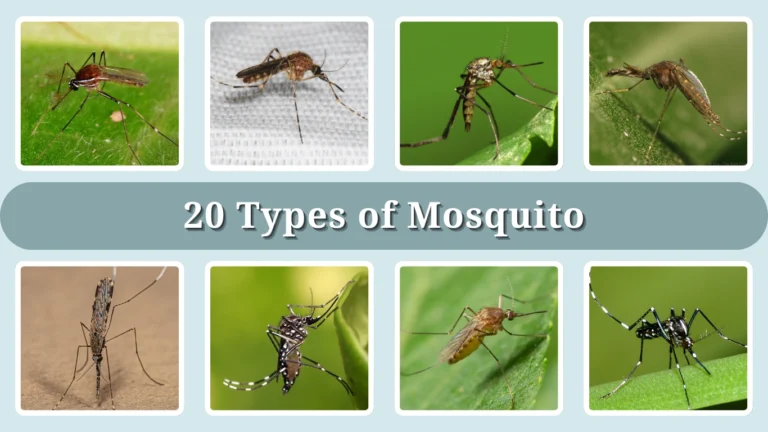 20 Types of Mosquito Identification With Picture