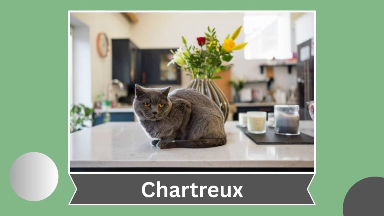 Chartreux
