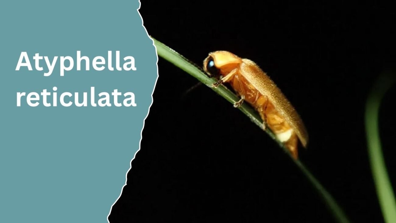 Atyphella reticulata