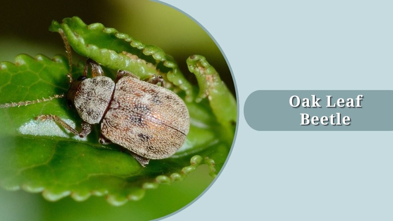 Oak Leaf Beetle
