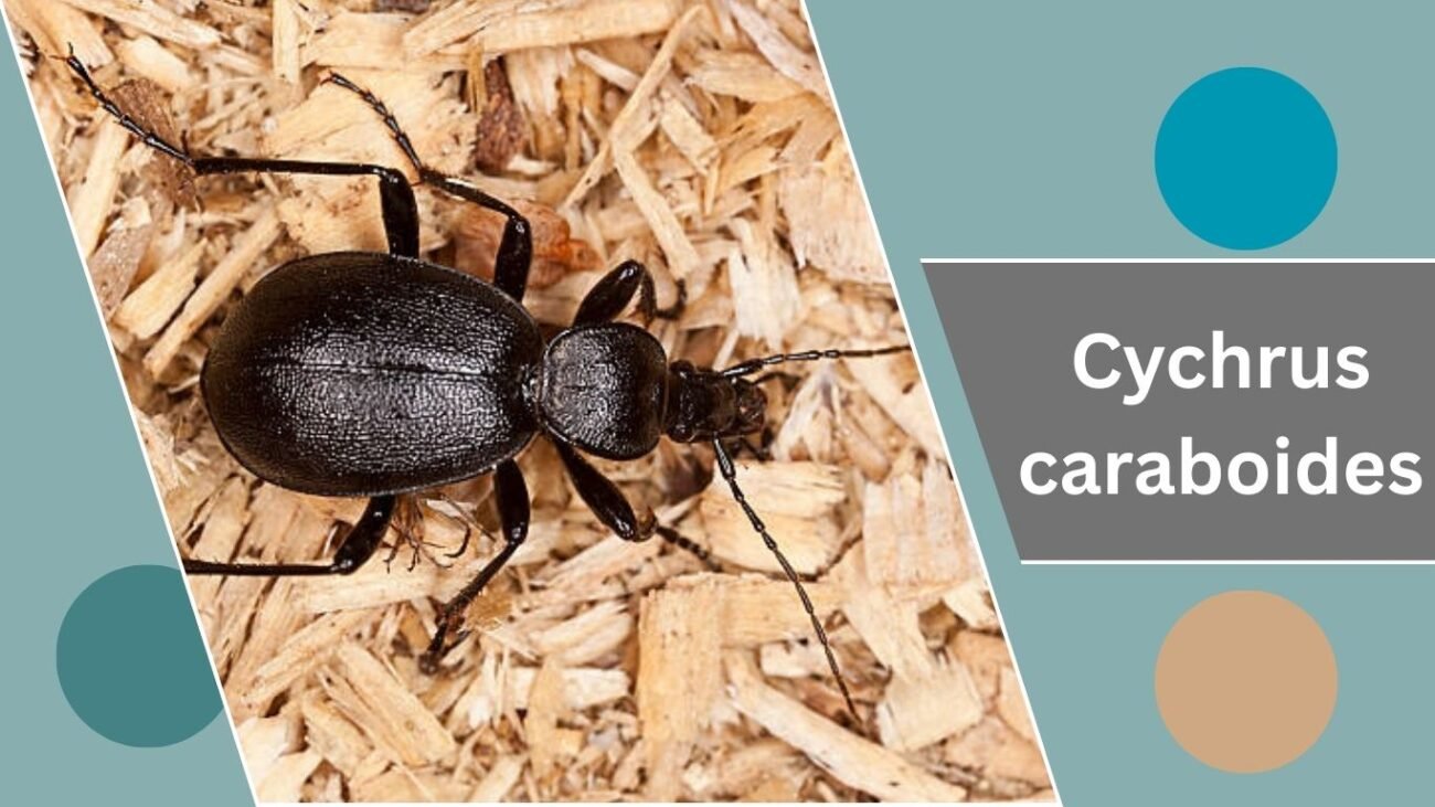 Cychrus caraboides