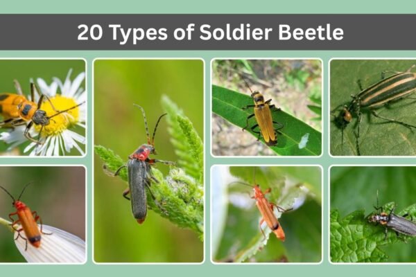 20 Types of Soldier Beetle