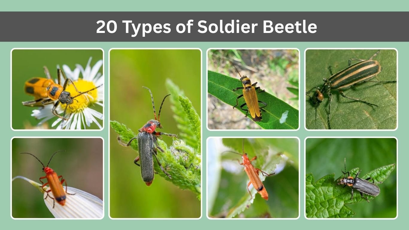 20 Types of Soldier Beetle