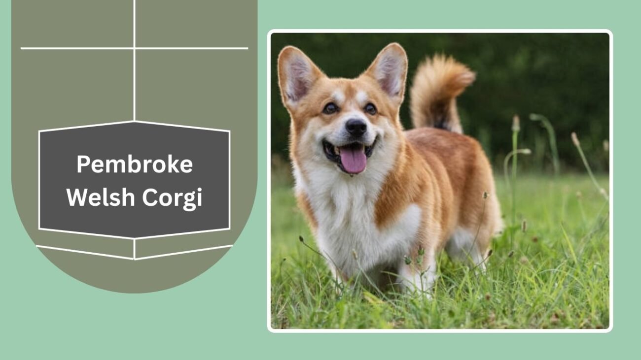 Pembroke Welsh Corgi