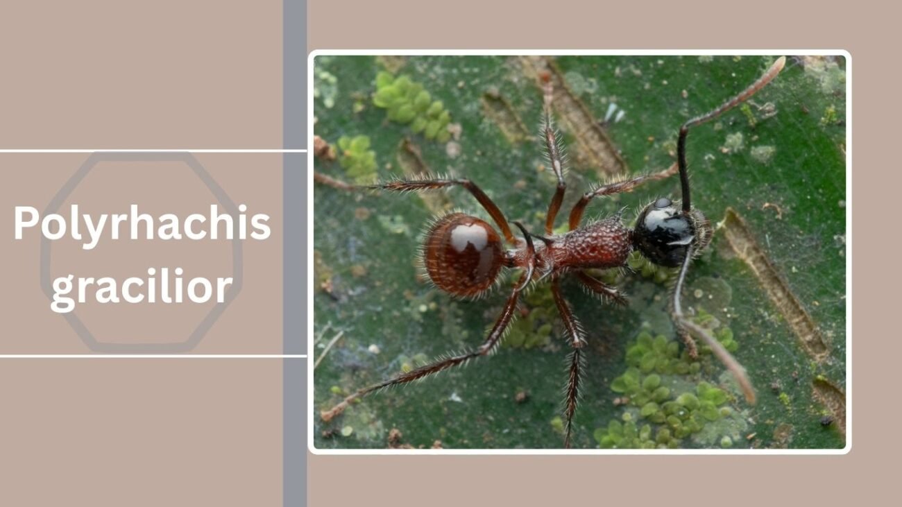 Polyrhachis gracilior
