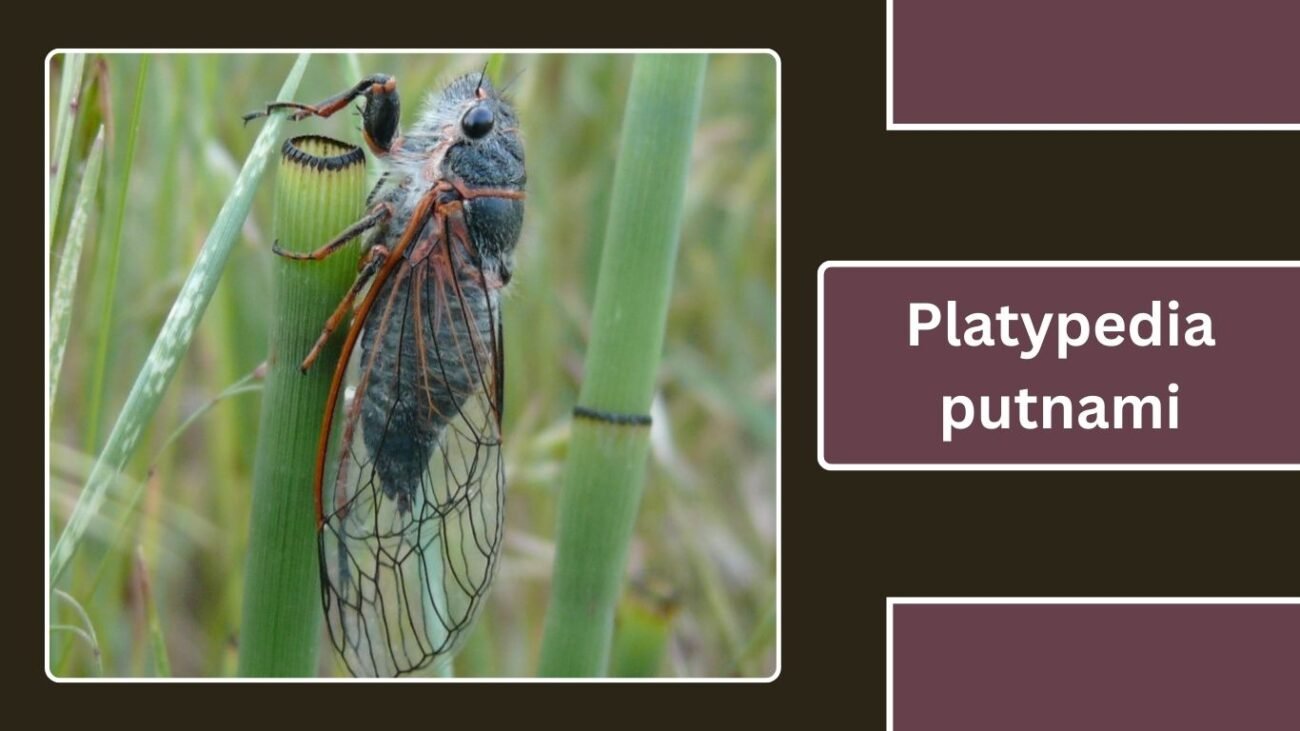 Platypedia putnami