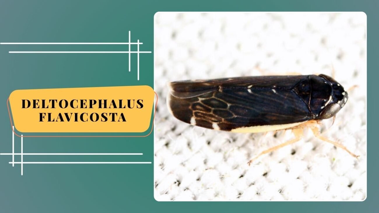 Deltocephalus flavicosta