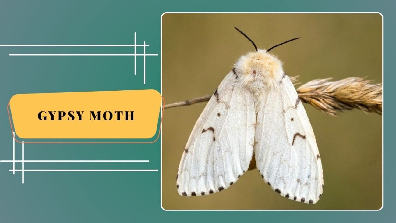 Gypsy Moth (Lymantria dispar)