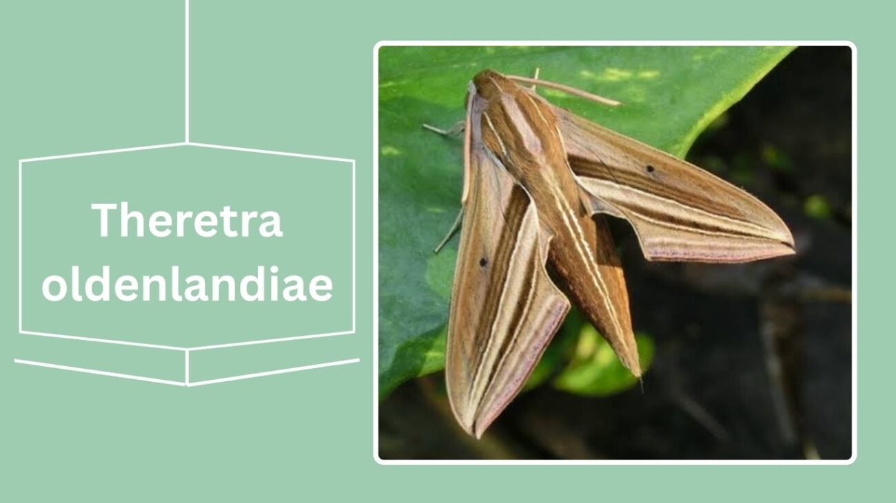 Theretra oldenlandiae (Impatiens Hawk Moth)