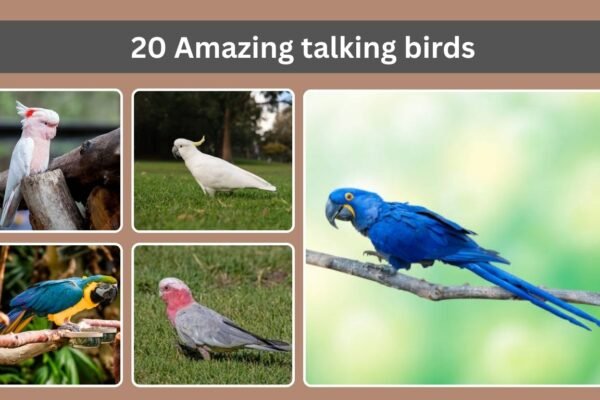 20 Amazing talking birds