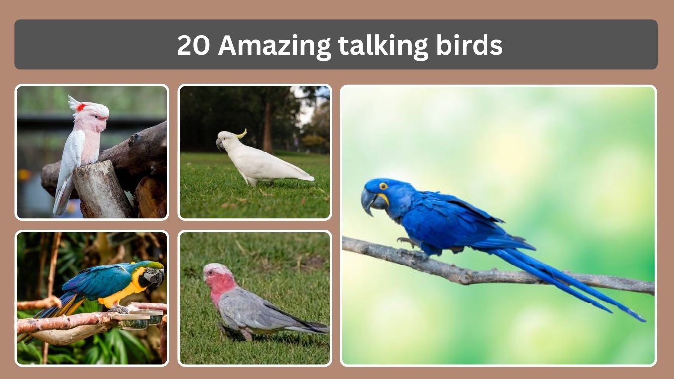 20 Amazing talking birds