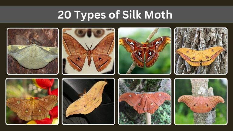20 Types of Silk Moth