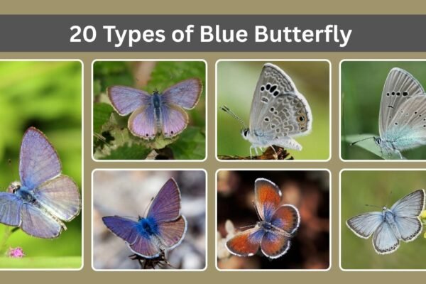 20 Types of Blue Butterfly