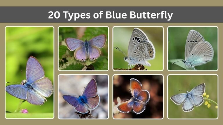20 Types of Blue Butterfly
