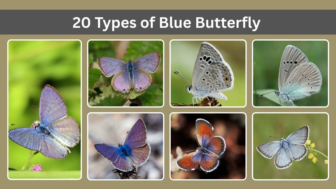 20 Types of Blue Butterfly