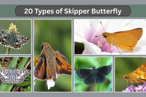 20 Types of Skipper Butterfly