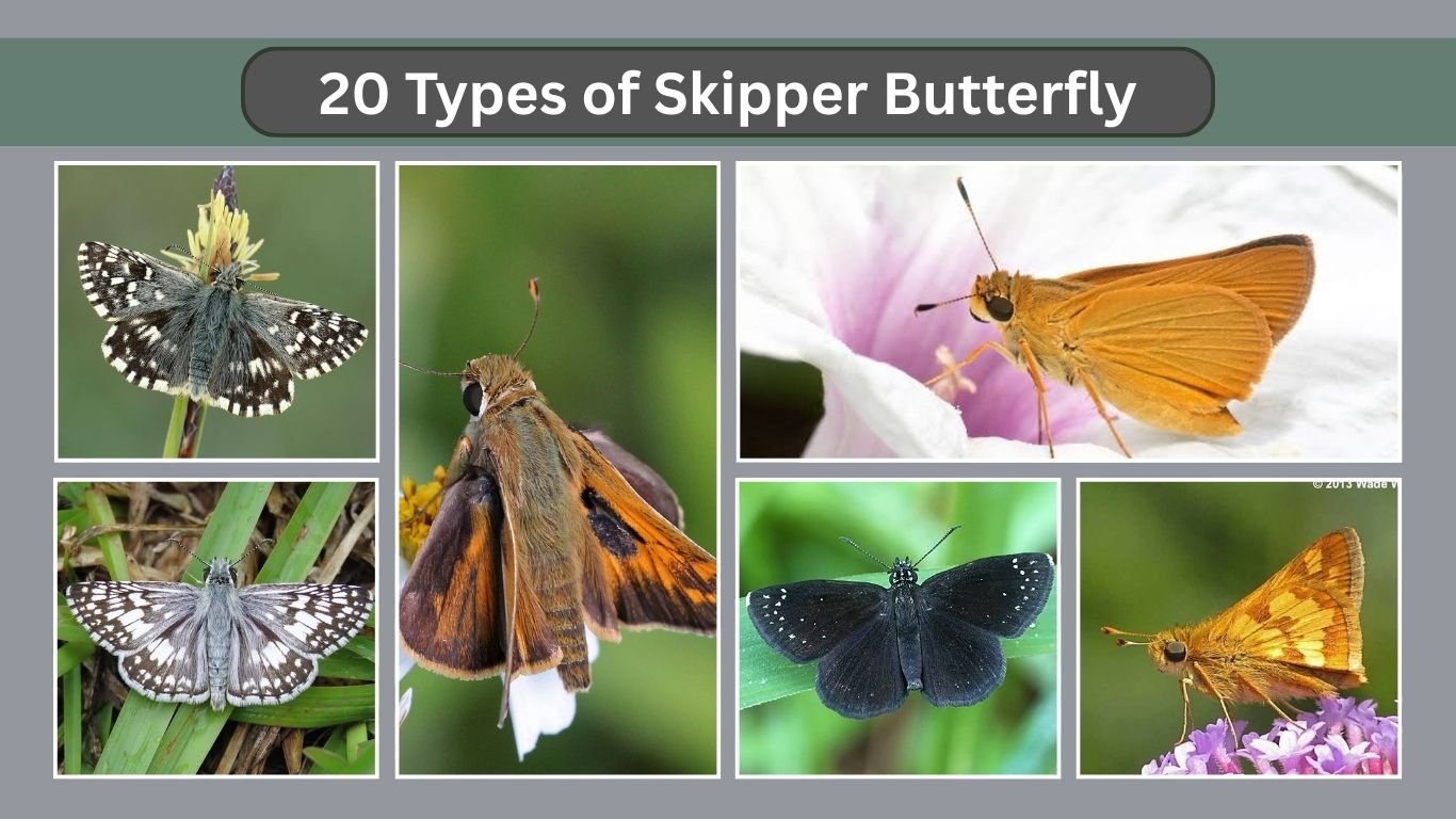 20 Types of Skipper Butterfly