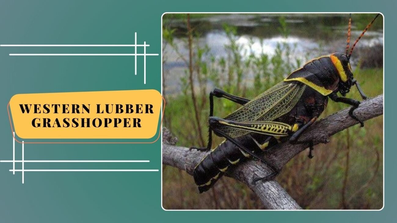Western Lubber Grasshopper