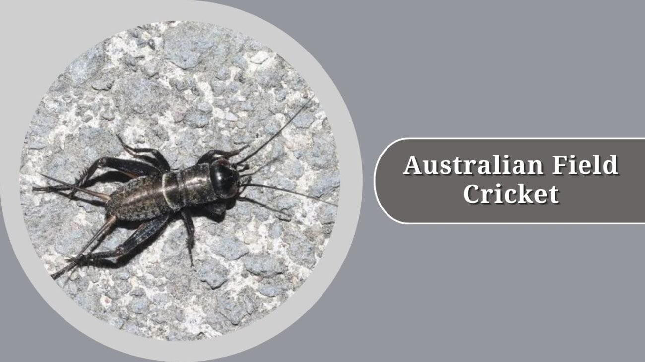 Australian Field Cricket