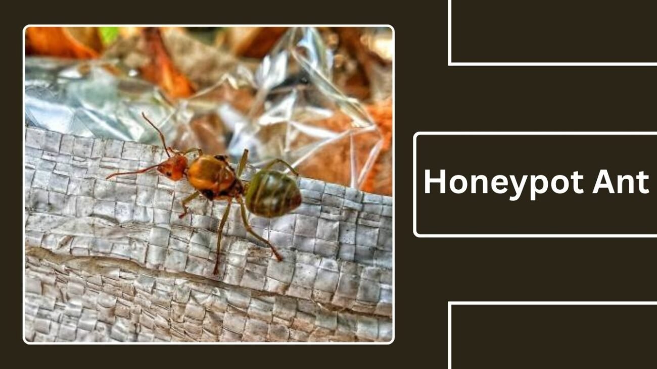 Honeypot Ant