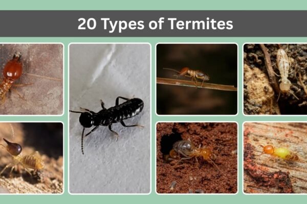 20 Types of Termites
