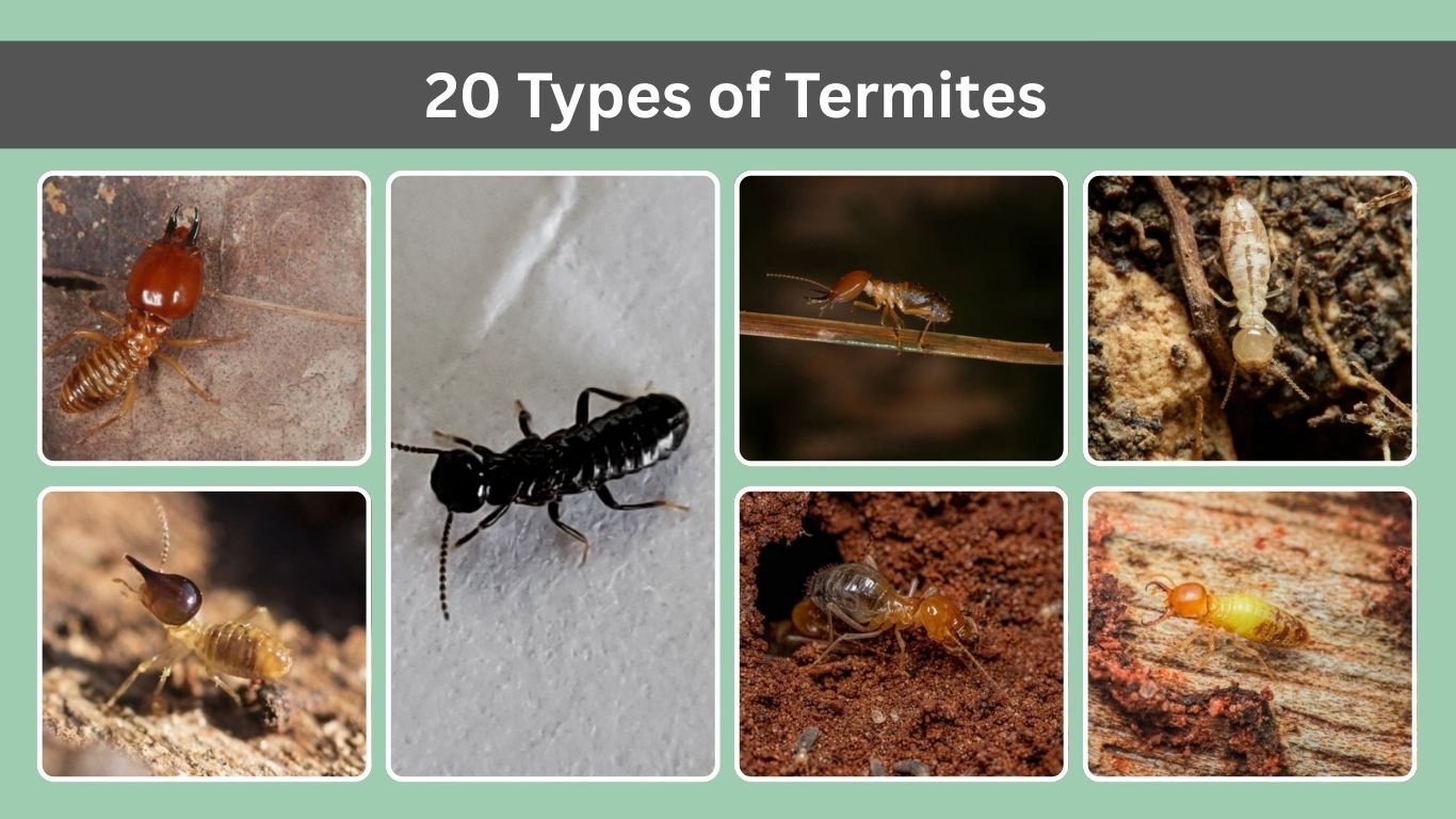 20 Types of Termites