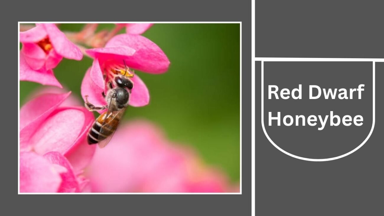 Red Dwarf Honeybee (Apis florea)