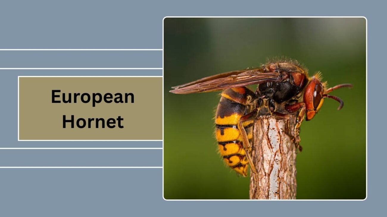 European Hornet