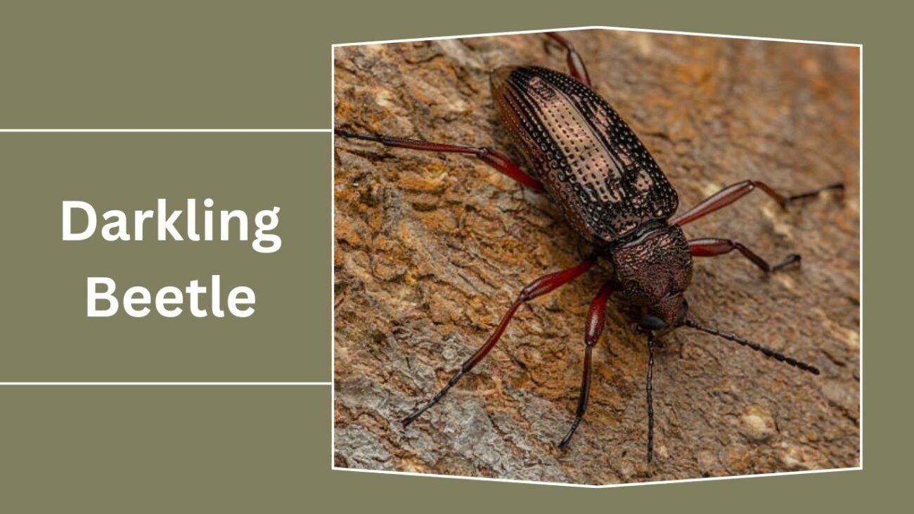 Darkling Beetle (Tenebrionidae)