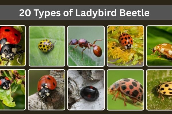 20 Types of Ladybird Beetle