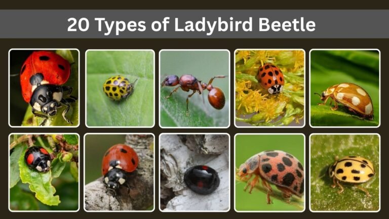 20 Types of Ladybird Beetle