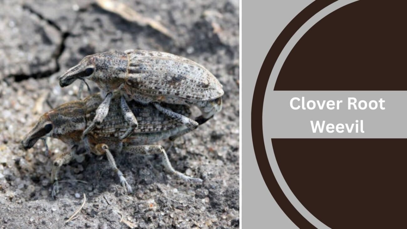 Clover Root Weevil